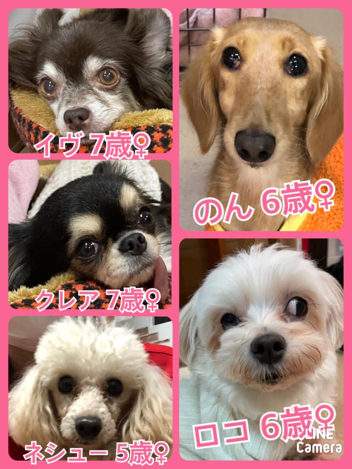 🐾今日の里親様募集中ワンコ🐶メンバーです🐾2021,1,17